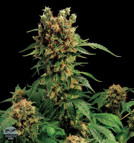 CALIFORNIA HASHPLANT - PAQUETE DE 5 UNIDADES FEMINIZADA - DINAFEM - SEMILLAS