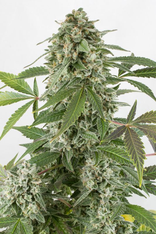 1 UND FEM - WHITE WIDOW AUTOFLOWERING - - DINAFEM - SEMILLAS