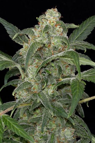 3 UND FEM - HAZE 2.0 AUTOMATIC - - DINAFEM - SEMILLAS