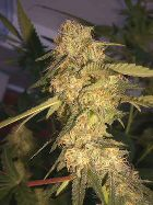 RECON - PAQUETE DE 13 UNIDADES REGULAR - DNA GENETICS - SEMILLAS