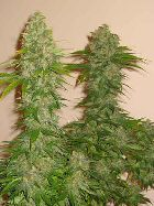 ROCKLOCK - PAQUETE DE 13 UNIDADES REGULAR - DNA GENETICS - SEMILLAS