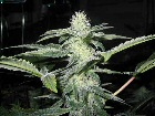 SHARKSBREATH - PAQUETE DE 13 UNIDADES REGULAR - DNA GENETICS - SEMILLAS
