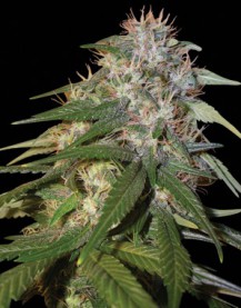 SOUR CREAM - PAQUETE DE 13 UNIDADES REGULAR - DNA GENETICS - SEMILLAS