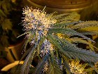 SUPER CANNALOPE - PAQUETE DE 13 UNIDADES REGULAR - DNA GENETICS - SEMILLAS