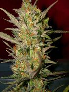 SWEET HAZE - PAQUETE DE 13 UNIDADES REGULAR - DNA GENETICS - SEMILLAS