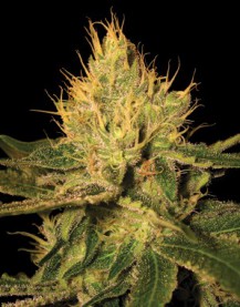 CANNALOPE HAZE - PAQUETE DE 13 UNIDADES REGULAR - DNA GENETICS - SEMILLAS