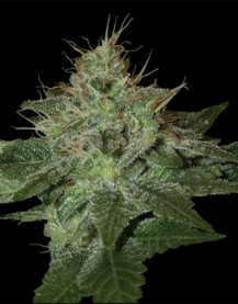PURE AFGHAN - PAQUETE DE 13 UNIDADES REGULAR - DNA GENETICS - SEMILLAS