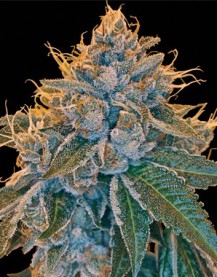 6 UND FEM - KOSHER KUSH - - DNA GENETICS - SEMILLAS
