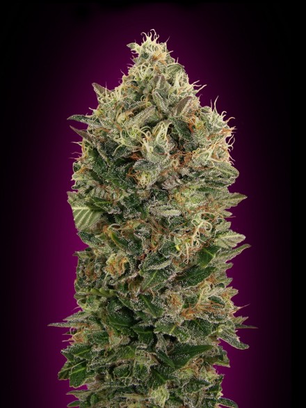 AUTO BLACK DIESEL - 1 UNIDAD FEMINIZADA - ADVANCED SEEDS - SEMILLAS