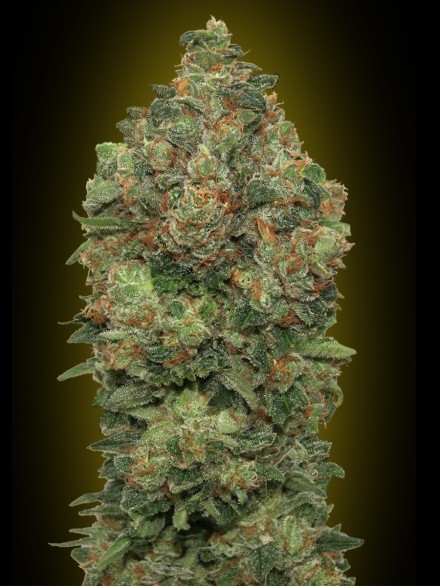 AUTO CRITICAL SOMA - 1 UNIDAD FEMINIZADA - ADVANCED SEEDS - SEMILLAS