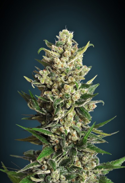 ICE KUSH - 1 UNIDAD FEMINIZADA - ADVANCED SEEDS - SEMILLAS