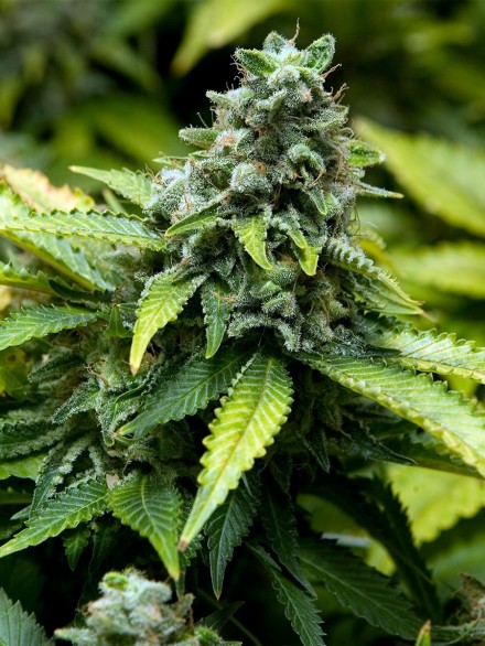 EARLY WIDOW - 1 UNIDAD FEMINIZADA - ADVANCED SEEDS - SEMILLAS