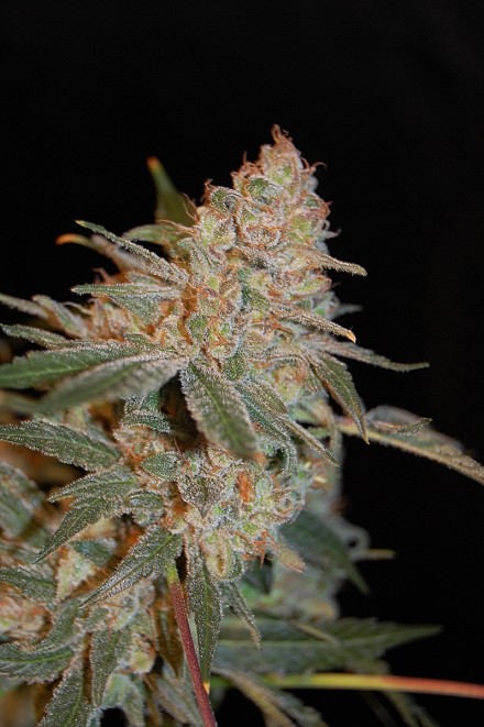 BLACK DIESEL - - ADVANCED SEEDS - SEMILLAS