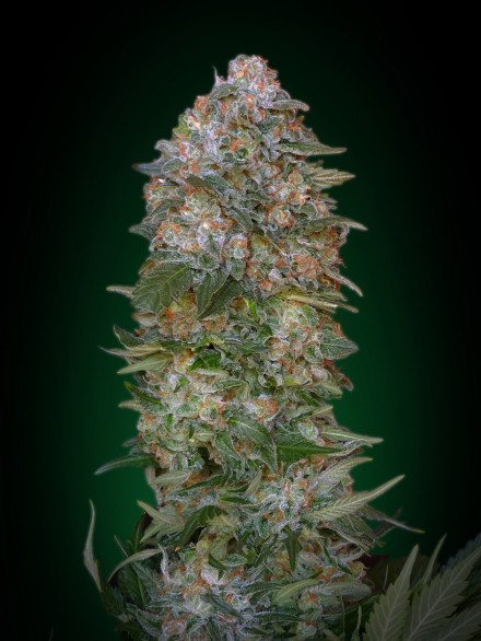 CRITICAL SOMA - 1 UNIDAD FEMINIZADA - ADVANCED SEEDS - SEMILLAS