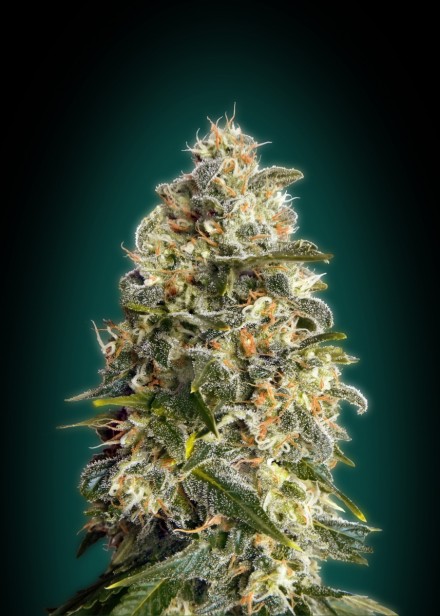 HEAVY BUD - 1 UNIDAD FEMINIZADA - ADVANCED SEEDS - SEMILLAS
