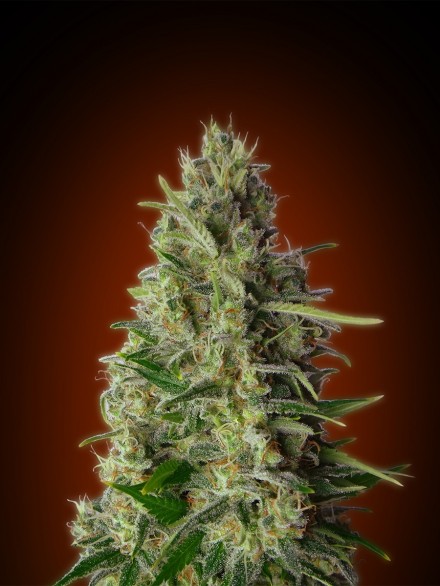 KALI 47 - 1 UNIDAD FEMINIZADA - ADVANCED SEEDS - SEMILLAS