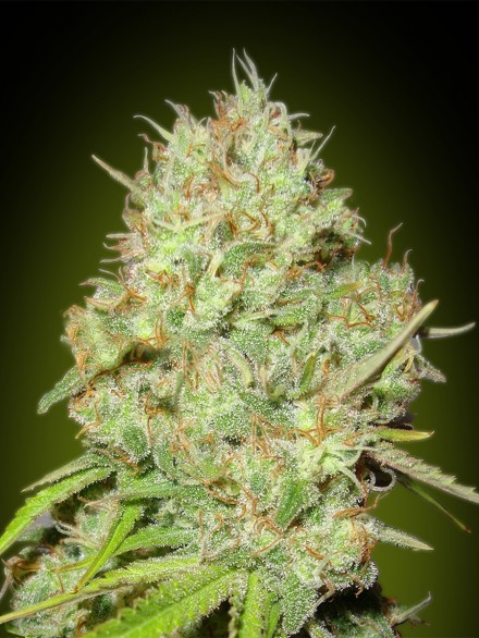 SHARK WIDOW - 1 UNIDAD FEMINIZADA - ADVANCED SEEDS - SEMILLAS