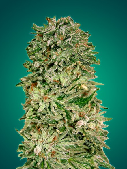 SHARK WIDOW CBD - 1 UNIDAD FEMINIZADA - ADVANCED SEEDS - SEMILLAS
