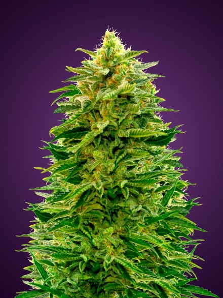 AUTO AMNESIA - 1 UNIDAD FEMINIZADA - ADVANCED SEEDS - SEMILLAS