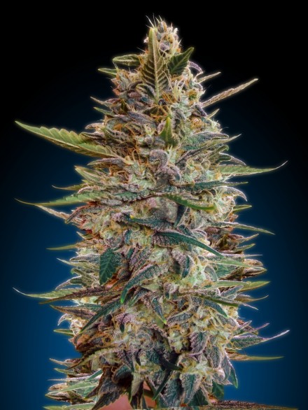 AUTO BLUEDIESEL - 1 UNIDAD FEMINIZADA - ADVANCED SEEDS - SEMILLAS