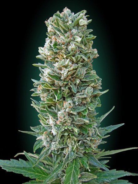 AUTO HEAVY BUD - - ADVANCED SEEDS - SEMILLAS