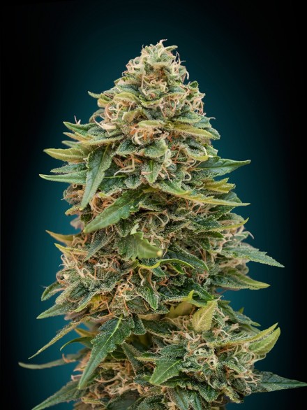 AUTO SKUNK 47 - 1 UNIDAD FEMINIZADA - ADVANCED SEEDS - SEMILLAS