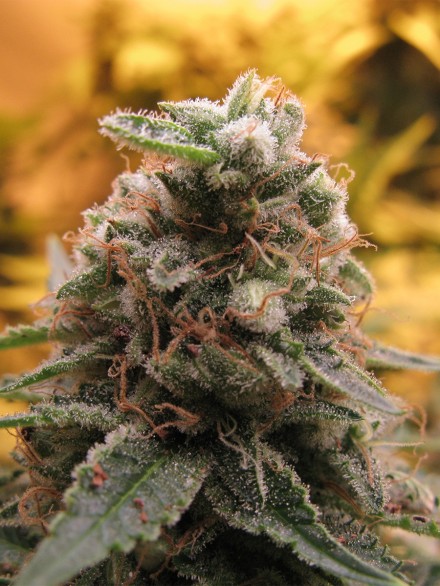 TOP - 69 (AUTO) - 1 UNIDAD FEMINIZADA - ADVANCED SEEDS - SEMILLAS