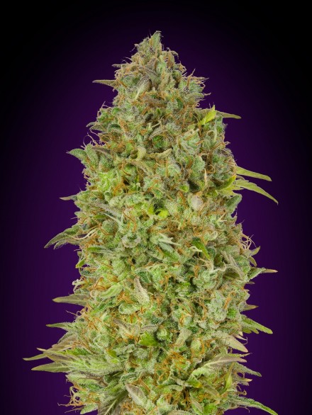 SKUNK 47 - 1 UNIDAD FEMINIZADA - ADVANCED SEEDS - SEMILLAS