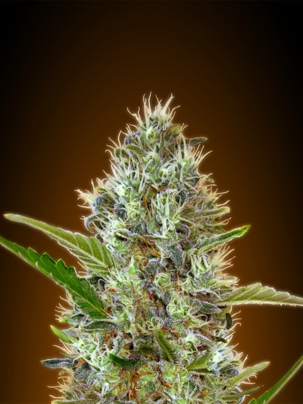 AUTO SOMANGO - 100 UNIDADES FEMINIZADAS - ADVANCED SEEDS - SEMILLAS