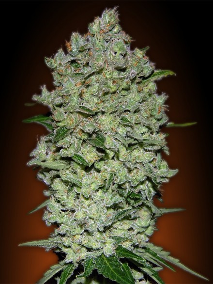 AUTO BIODIESEL MASS - 100 UNIDADES FEMINIZADAS - ADVANCED SEEDS - SEMILLAS