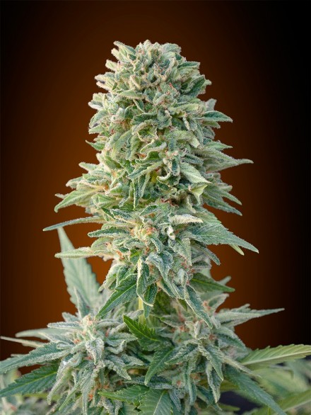 AUTO JACK HERER - 100 UNIDADES FEMINIZADAS - ADVANCED SEEDS - SEMILLAS
