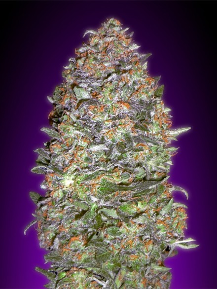 AUTO NYC DIESEL - 100 UNIDADES FEMINIZADAS - ADVANCED SEEDS - SEMILLAS