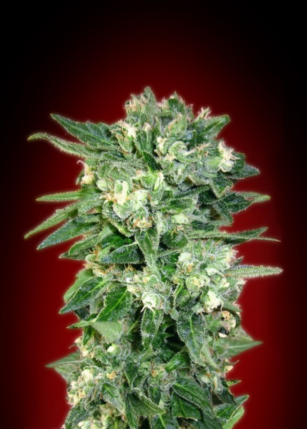 AUTO KAYA 47 - 100 UNIDADES FEMINIZADAS - ADVANCED SEEDS - SEMILLAS