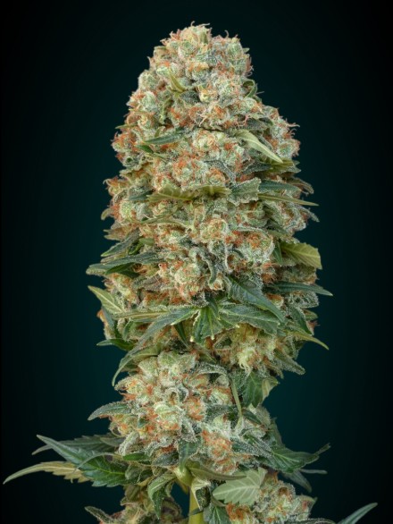 AFGHAN SKUNK - 100 UNIDADES FEMINIZADAS - ADVANCED SEEDS - SEMILLAS