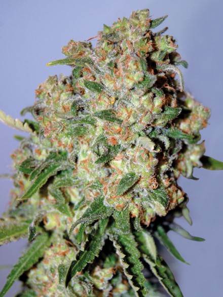 CRITICAL - 100 UNIDADES FEMINIZADAS - ADVANCED SEEDS - SEMILLAS