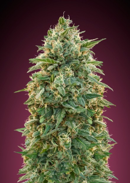AMNESIA - 100 UNIDADES FEMINIZADAS - ADVANCED SEEDS - SEMILLAS
