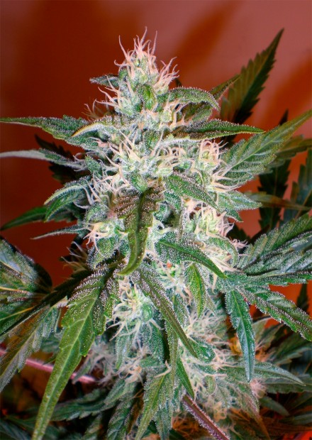 KAYA 47 - 100 UNIDADES FEMINIZADAS - ADVANCED SEEDS - SEMILLAS