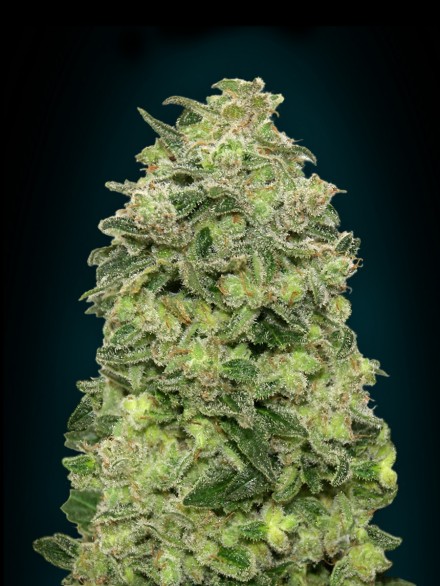 AUTO AFGHAN SKUNK - 10 UNIDADES FEMINIZADAS - ADVANCED SEEDS - SEMILLAS