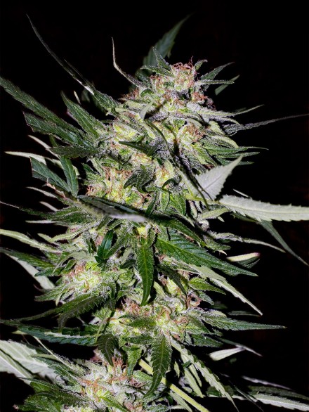 JACK PLANT - 25 UNIDADES FEMINIZADAS - ADVANCED SEEDS - SEMILLAS