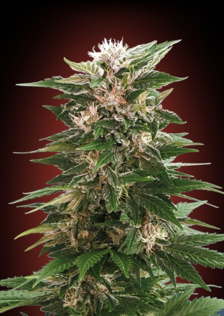KAYA 47 - 25 UNIDADES FEMINIZADAS - ADVANCED SEEDS - SEMILLAS