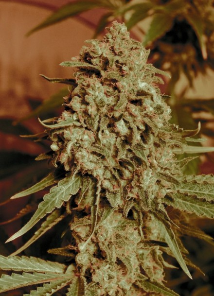 SOMANGO WIDOW - 25 UNIDADES FEMINIZADAS - ADVANCED SEEDS - SEMILLAS