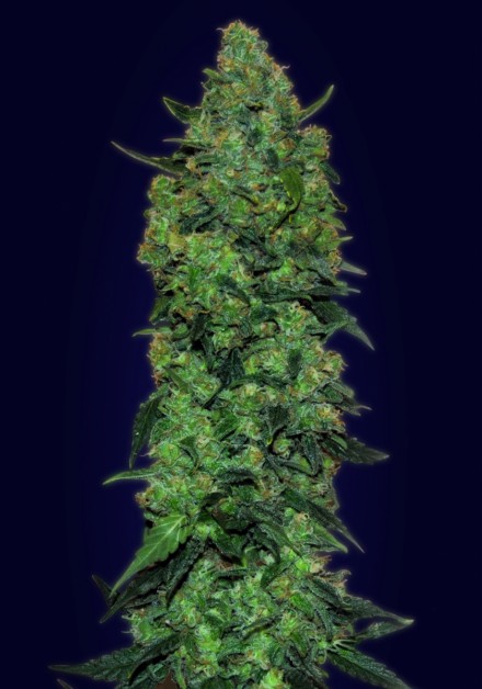 AUTO SKUNK MASS - 25 UNIDADES FEMINIZADAS - ADVANCED SEEDS - SEMILLAS