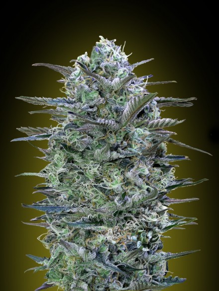 CRITICAL LEMON - 25 UNIDADES FEMINIZADAS - ADVANCED SEEDS - SEMILLAS