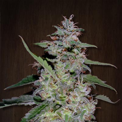 CHINA YUNNAN - 3 UNIDADES FEMINIZADAS - ACE SEEDS - SEMILLAS