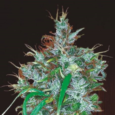 PANAMA HAZE - 3 UNIDADES FEMINIZADAS - ACE SEEDS - SEMILLAS