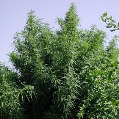 TROPICAL MIX - 3 UNIDADES FEMINIZADAS - ACE SEEDS - SEMILLAS