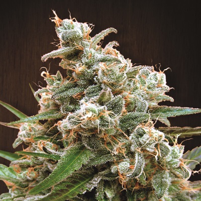 NEPALESE JAM - 3 UNIDADES FEMINIZADAS - ACE SEEDS - SEMILLAS