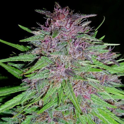 ERDPURT - 3 UNIDADES FEMINIZADAS - ACE SEEDS - SEMILLAS
