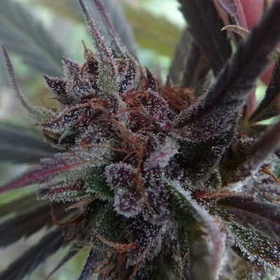 HAZE X KALI CHINA - 3 UNIDADES FEMINIZADAS - ACE SEEDS - SEMILLAS