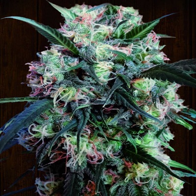 KALI CHINA - 5 UNIDADES FEMINIZADAS - ACE SEEDS - SEMILLAS